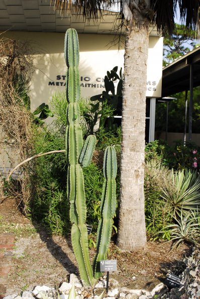 Pleated Cereus Cactus