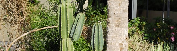 Pleated cereus cactus:
Pleated Cereus Cactus