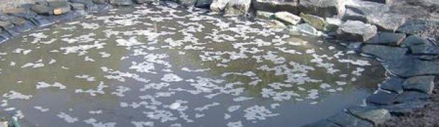 Making A Pond:
Checking for leaks