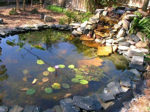 A thriving pond