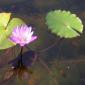 View the image: Lotus in bloom