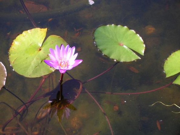 Lotus in bloom