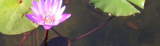 Making A Pond:
Lotus in bloom
