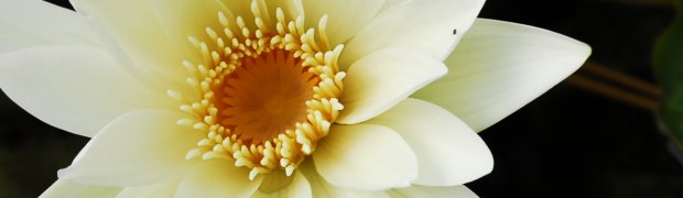 Lotus Flowers:
_DSC0085