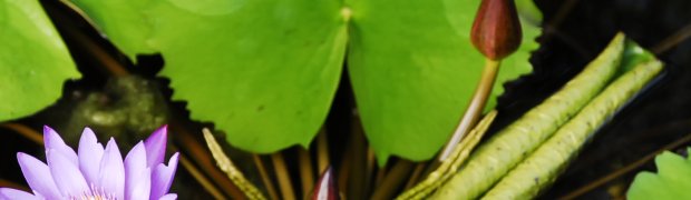 Lotus Flowers:
_DSC0095