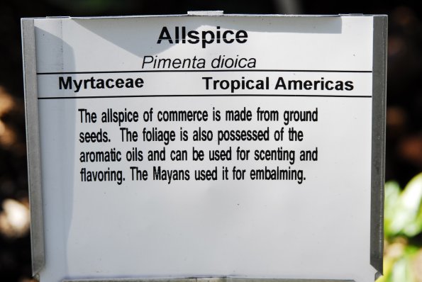 Allspice