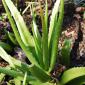 View the image: Aloe