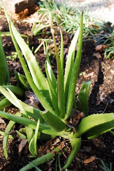 Aloe