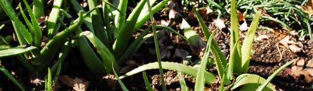 Aloe:
Aloe