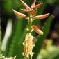 View the image: Aloe