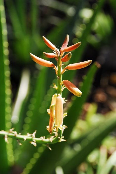 Aloe