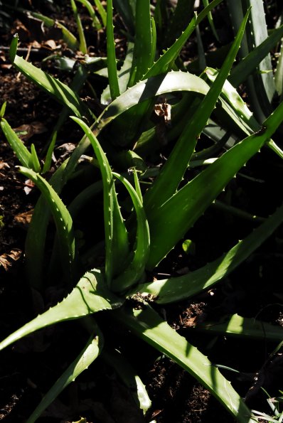 Aloe