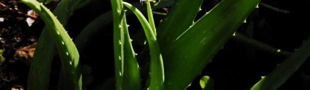 Aloe:
Aloe