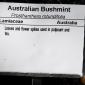 View the image: Australian Bushmint