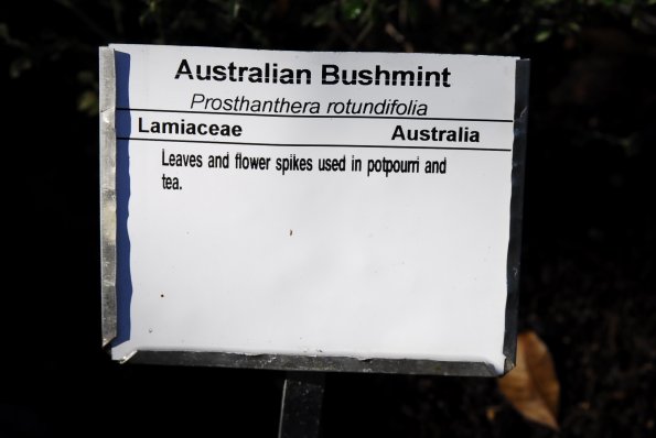 Australian Bushmint