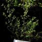 View the image: Australian Bushmint