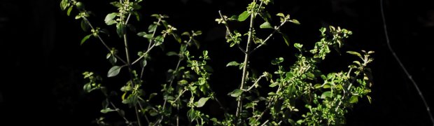 Australian Bushmint:
Australian Bushmint