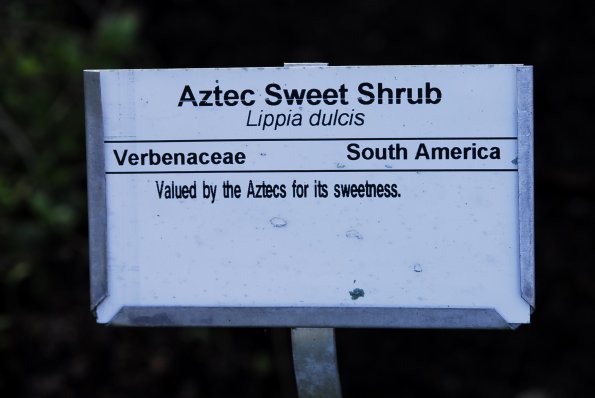 Aztec Sweet Shrub