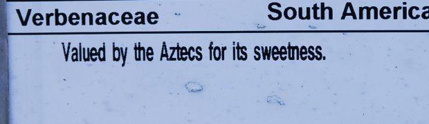 Aztec Sweet Shrub:
Aztec Sweet Shrub