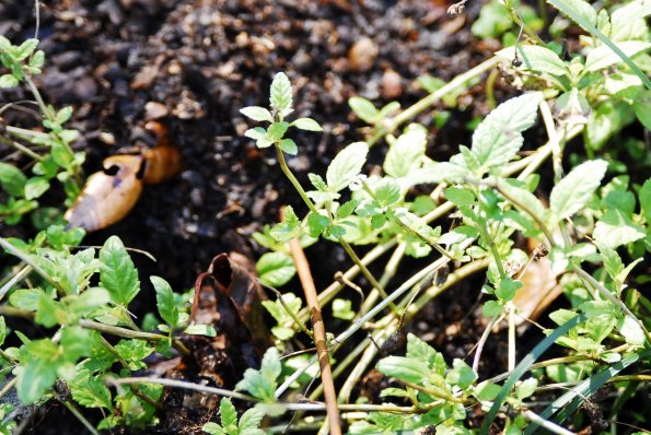 Aztec Sweet Shrub