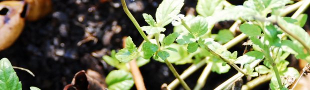 Aztec Sweet Shrub:
Aztec Sweet Shrub