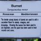 View the image: Burnet