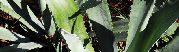 Century Plant:
Centuryplant