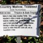 View the image: Country Mallow