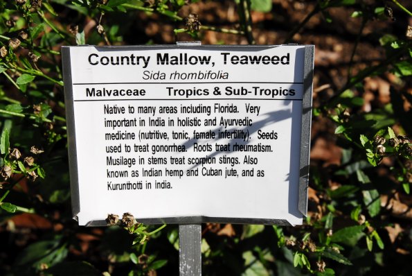 Country Mallow