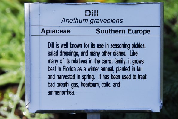 Dill