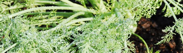 Dill:
Dill