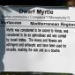 View the image: Dwarf Myrtle