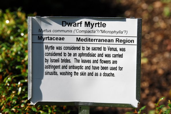 Dwarf Myrtle