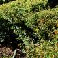 View the image: Dwarf Myrtle