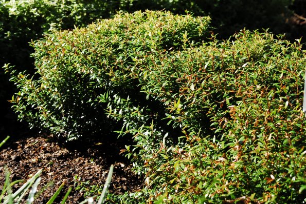 Dwarf Myrtle