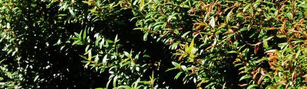 Dwarf Myrtle:
Dwarf Myrtle