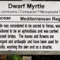 View the image: Dwarf Myrtle