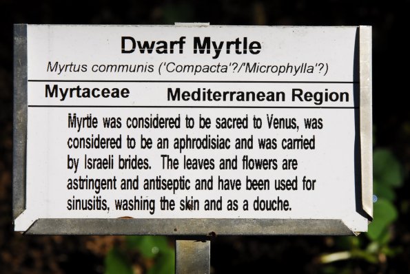 Dwarf Myrtle