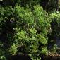 View the image: Dwarf Myrtle