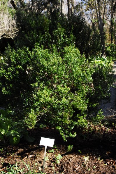 Dwarf Myrtle