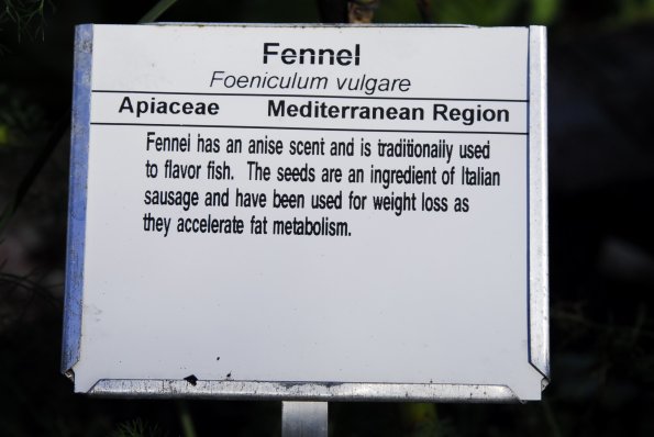 Fennel