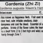 View the image: Gardenia