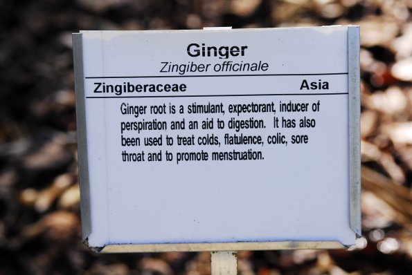 Ginger