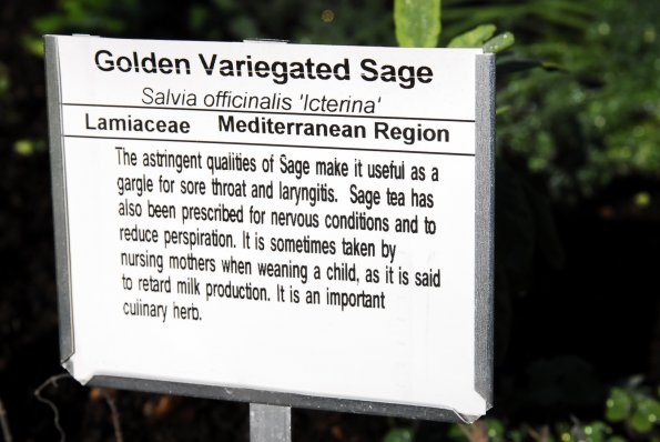 Golden Variegated Sage