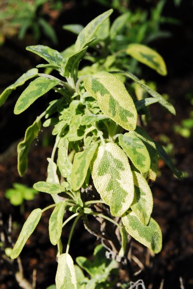 Golden Variegated Sage