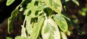 View the Album: Golden Variegated Sage
 2 images(s)