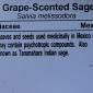 View the image: Grape Scented Sage