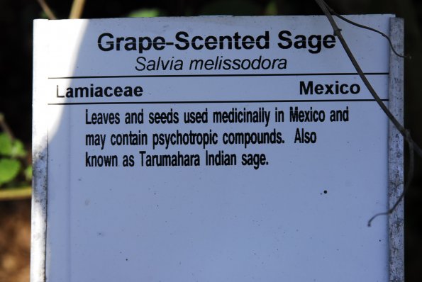 Grape Scented Sage