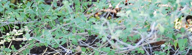 Grape-Scented Sage:
Grape Scented Sage
