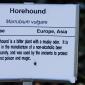 View the image: Horehound